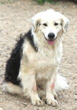 THEO, Hund, Mischlingshund in Rumänien - Bild 5