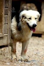 THEO, Hund, Mischlingshund in Rumänien - Bild 6