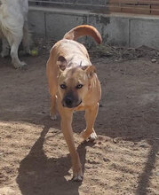 ROSETTA, Hund, Mischlingshund in Italien - Bild 11