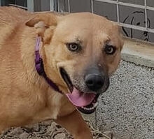 ROSETTA, Hund, Mischlingshund in Italien - Bild 14