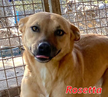 ROSETTA, Hund, Mischlingshund in Italien - Bild 15