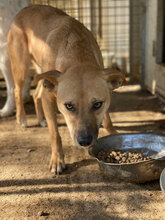 ROSETTA, Hund, Mischlingshund in Italien - Bild 17