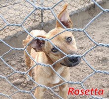 ROSETTA, Hund, Mischlingshund in Italien - Bild 18