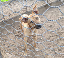 ROSETTA, Hund, Mischlingshund in Italien - Bild 19