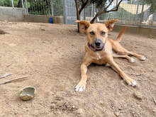 ROSETTA, Hund, Mischlingshund in Italien - Bild 4
