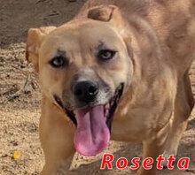 ROSETTA, Hund, Mischlingshund in Italien - Bild 5