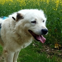 SPOTTY, Hund, Mischlingshund in Aerzen