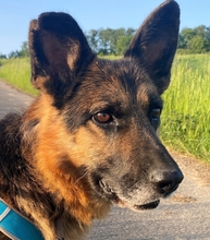 MAX, Hund, Deutscher Schäferhund in Aerzen