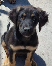 LOONA, Hund, Mischlingshund in Kroatien