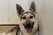 PENELOPE, Hund, Tschechoslowakischer Wolfshund-Mix in Italien - Bild 1