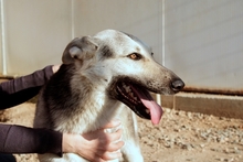 PENELOPE, Hund, Tschechoslowakischer Wolfshund-Mix in Italien - Bild 2