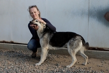 PENELOPE, Hund, Tschechoslowakischer Wolfshund-Mix in Italien - Bild 3