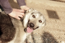 PENELOPE, Hund, Tschechoslowakischer Wolfshund-Mix in Italien - Bild 6