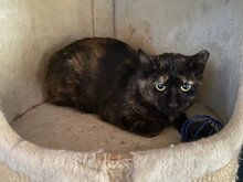 VIVI, Katze, Hauskatze in Bulgarien - Bild 3