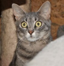 VENERA, Katze, Hauskatze in Bulgarien - Bild 3