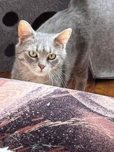 VENERA, Katze, Hauskatze in Bulgarien - Bild 8
