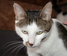 MARS, Katze, Hauskatze in Bulgarien - Bild 5