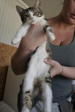 EDDIE, Katze, Hauskatze in Bulgarien