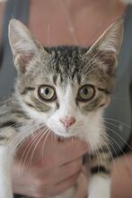FIENCHEN, Katze, Hauskatze in Bulgarien