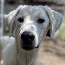 HASKO, Hund, Mischlingshund in Griechenland - Bild 1