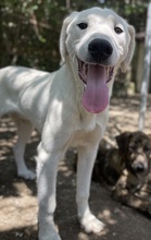 HASKO, Hund, Mischlingshund in Griechenland - Bild 10