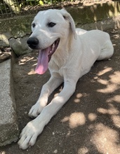 HASKO, Hund, Mischlingshund in Griechenland - Bild 4