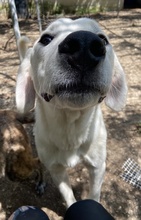 HASKO, Hund, Mischlingshund in Griechenland - Bild 8