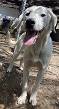 HASKO, Hund, Mischlingshund in Griechenland - Bild 9