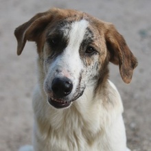 LANCE, Hund, Mischlingshund in Griechenland - Bild 1