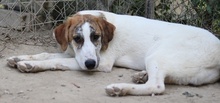 LANCE, Hund, Mischlingshund in Griechenland - Bild 10