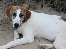 LANCE, Hund, Mischlingshund in Griechenland - Bild 11