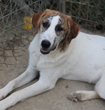 LANCE, Hund, Mischlingshund in Griechenland - Bild 13