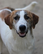 LANCE, Hund, Mischlingshund in Griechenland - Bild 15