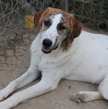 LANCE, Hund, Mischlingshund in Griechenland - Bild 17