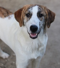 LANCE, Hund, Mischlingshund in Griechenland - Bild 18