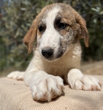 LANCE, Hund, Mischlingshund in Griechenland - Bild 20