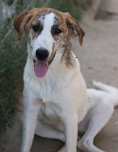 LANCE, Hund, Mischlingshund in Griechenland - Bild 3