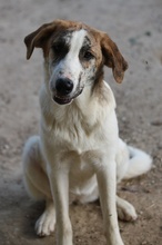 LANCE, Hund, Mischlingshund in Griechenland - Bild 5
