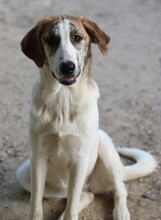 LANCE, Hund, Mischlingshund in Griechenland - Bild 6
