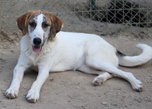 LANCE, Hund, Mischlingshund in Griechenland - Bild 7