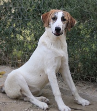 LANCE, Hund, Mischlingshund in Griechenland - Bild 8