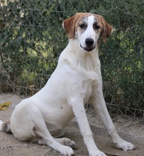 LANCE, Hund, Mischlingshund in Griechenland - Bild 9