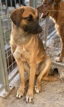 LUNIS, Hund, Mischlingshund in Griechenland - Bild 10