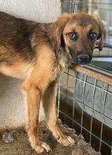 LUNIS, Hund, Mischlingshund in Griechenland - Bild 13