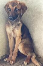 LUNIS, Hund, Mischlingshund in Griechenland - Bild 16