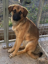 LUNIS, Hund, Mischlingshund in Griechenland - Bild 2