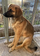 LUNIS, Hund, Mischlingshund in Griechenland - Bild 3