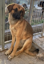 LUNIS, Hund, Mischlingshund in Griechenland - Bild 4