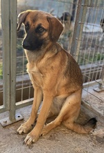 LUNIS, Hund, Mischlingshund in Griechenland - Bild 5