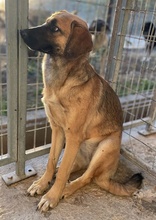 LUNIS, Hund, Mischlingshund in Griechenland - Bild 6